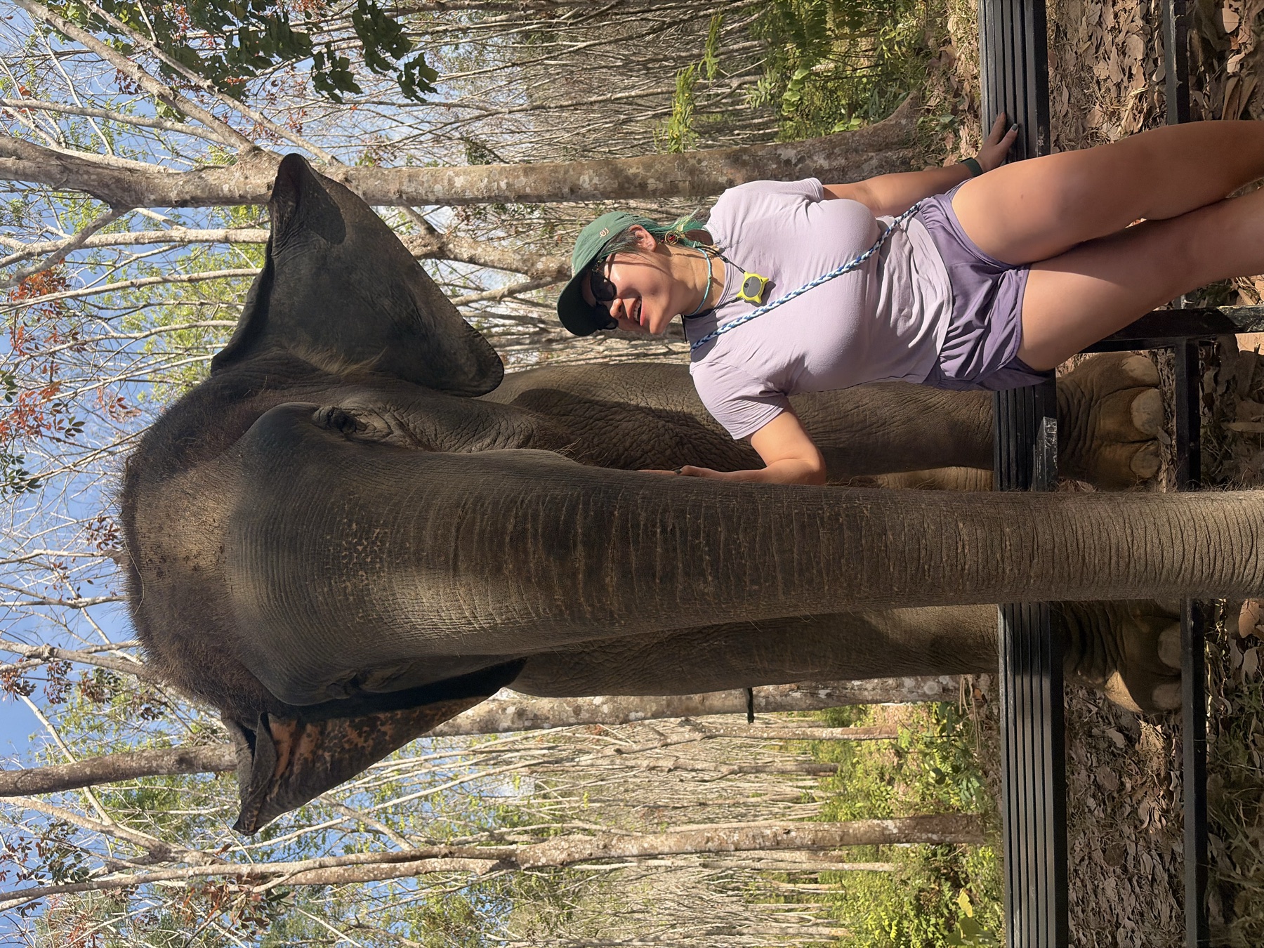 elephant rescue, Chiang Mai