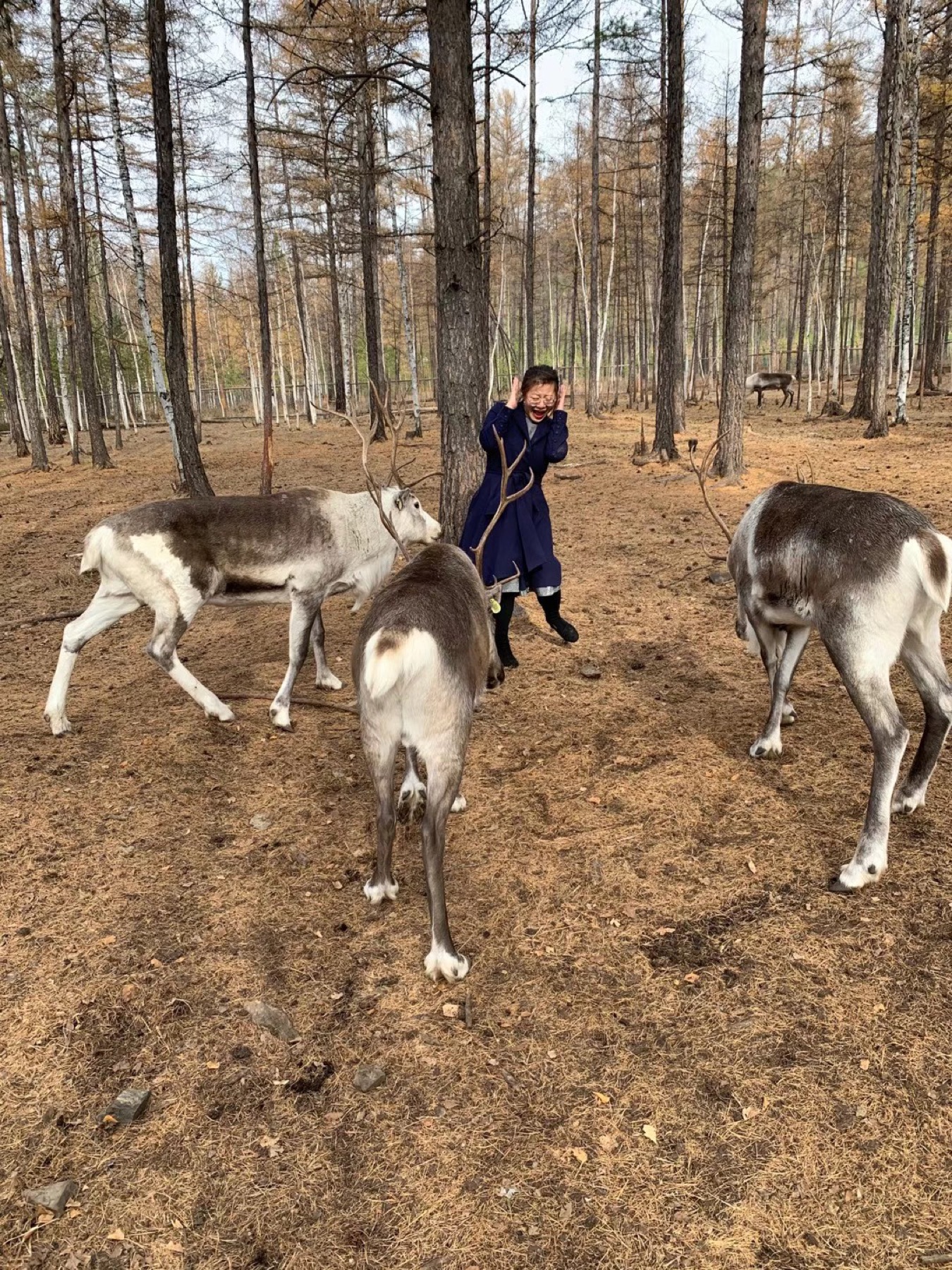 ambushed by reindeer in Mohe