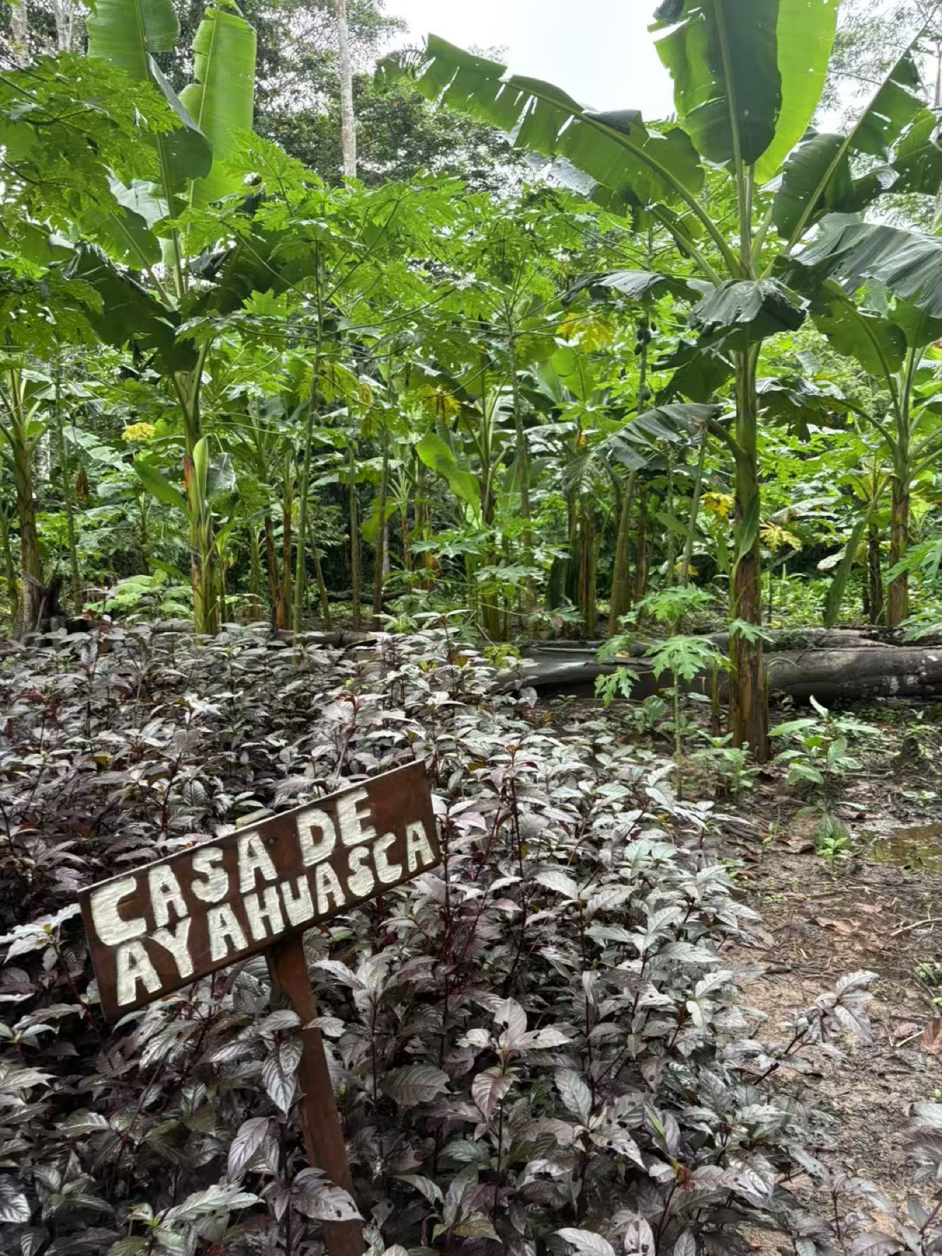 ayahuasca, deep in the Amazon